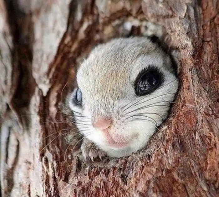 Животное, которое стало прообразом покемона Пикачу