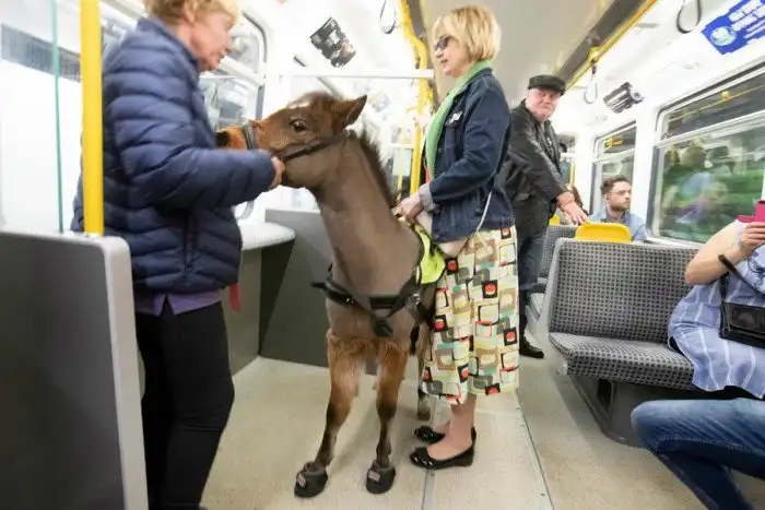Лошади, которые ездят в городском транспорте
