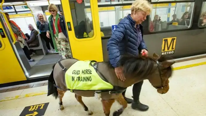 Лошади, которые ездят в городском транспорте