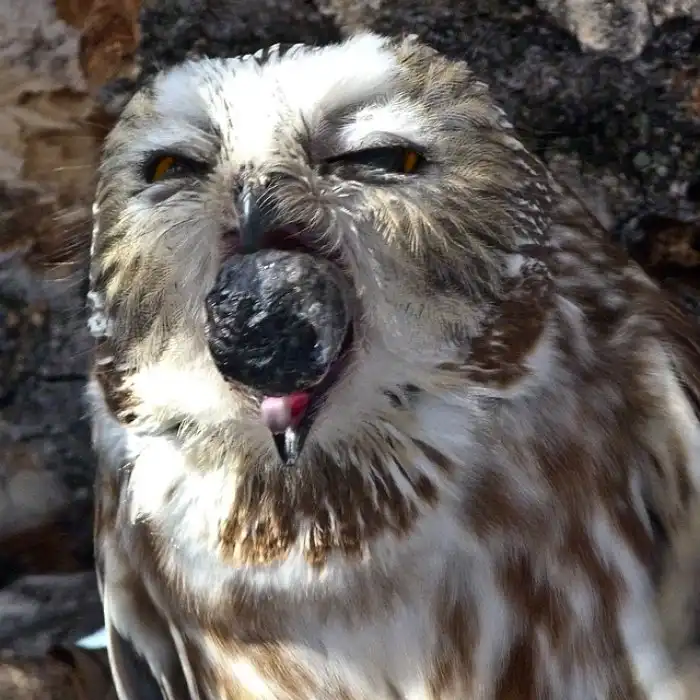 Почему хищные птицы ходят в туалет через рот?