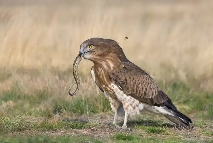 Почему хищные птицы ходят в туалет через рот?