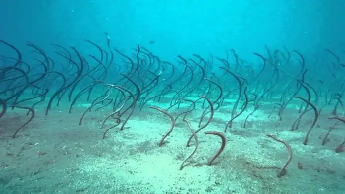 Сад угрей: Миллионы змей растут из дна Красного моря, как водоросли