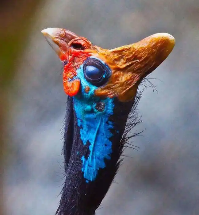 Стазигенез: Чудные виды, на которых эволюция остановилась очень давно