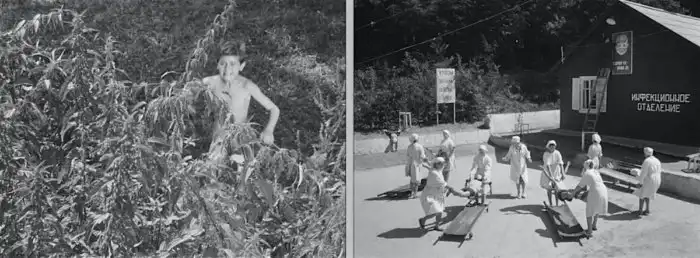 Почему этот лопух - самое страшное растение на Земле?