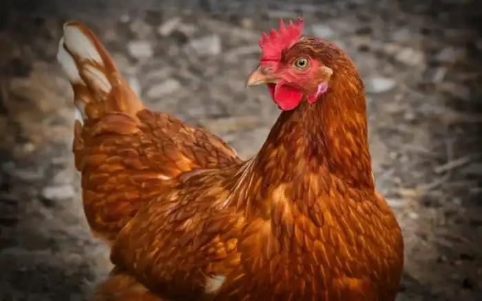 История Майка или как курица прожила без головы целый год