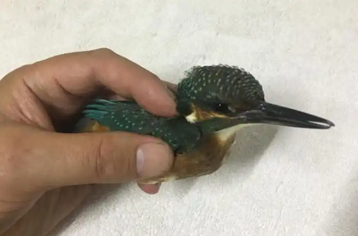 Зимородок: Суровый русский колибри рыбачит как Боженька