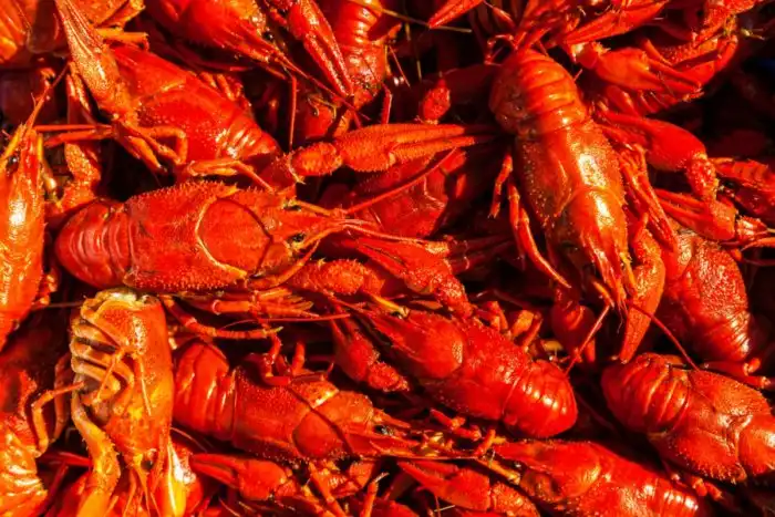 Почему мы варим раков живьем?