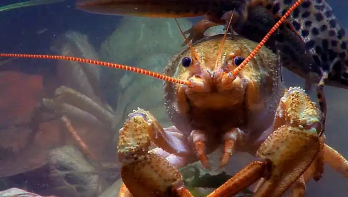 Почему мы варим раков живьем?