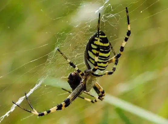 Ад арахнофоба