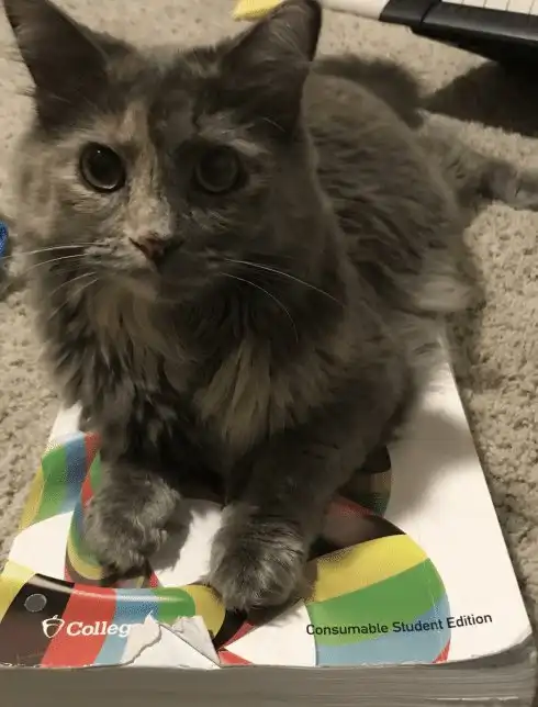 20 беспардонных морд, которые любят похозяйничать в доме