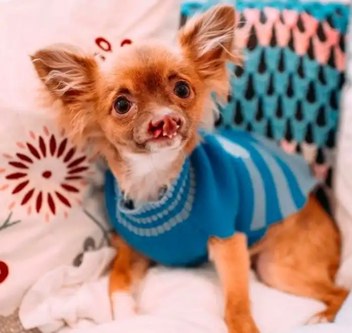 Примеры жутких, нейтральных и хороших мутаций животных с описанием