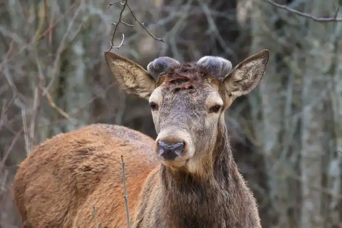Кровавые панты или почему рога оленя и лося — это раковая опухль