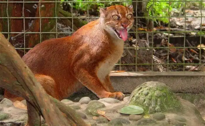 Калимантанская кошка: Кошка-зомби, восставшая из мёртвых