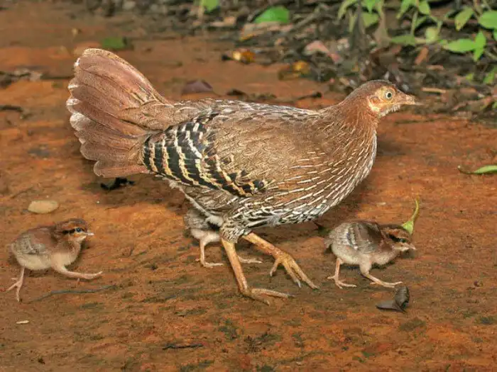 Откуда появились курицы? Ведь такие птицы не могли выжить в дикой природе