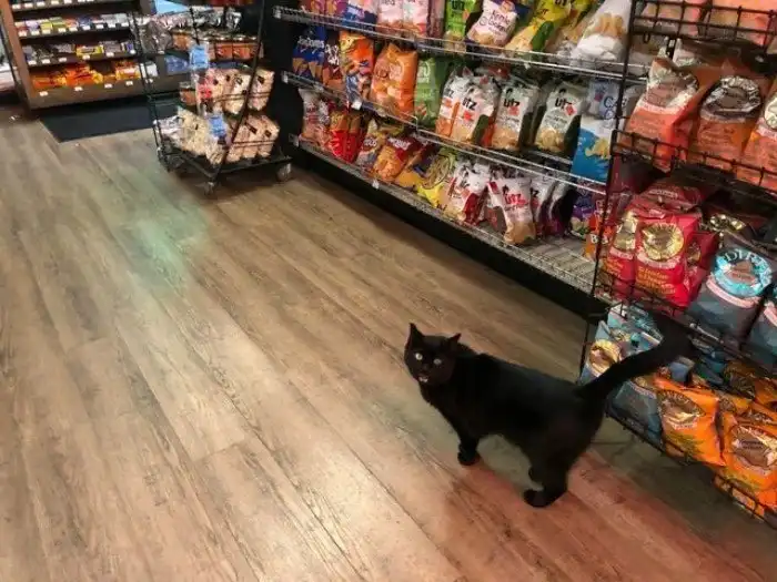 15 усатых мурлык, у которых от работы заболели лапки