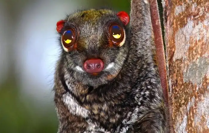 Шерстокрыл: «Шесть крыльев!» Обзор на животное, которое кажется нереальным