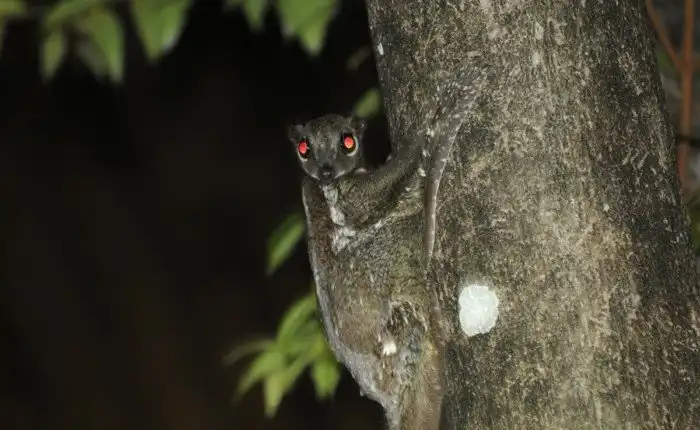 Шерстокрыл: «Шесть крыльев!» Обзор на животное, которое кажется нереальным