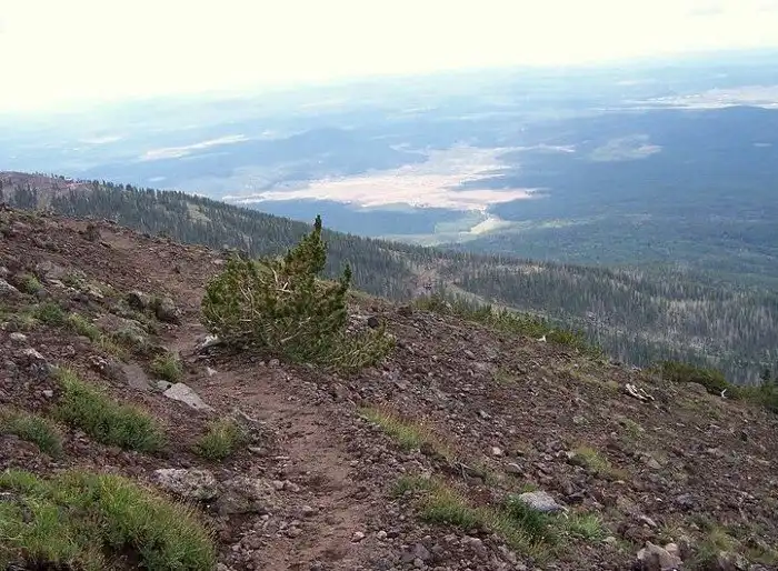 Самое старое дерево на Земле