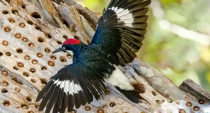 Желудевый дятел: Шизофреники делают пятилетку за 3 года