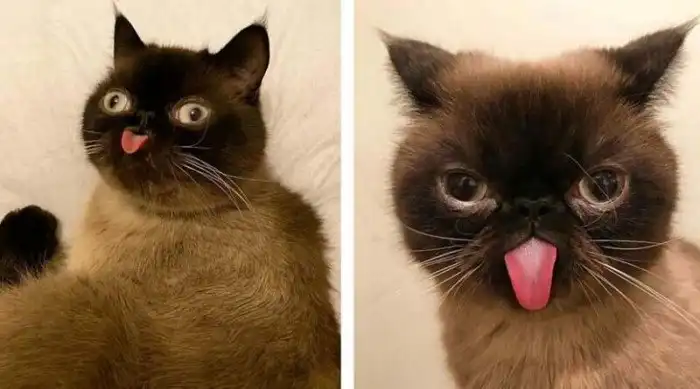 Кот с постоянно высунутым языком стал звездой Инстаграма
