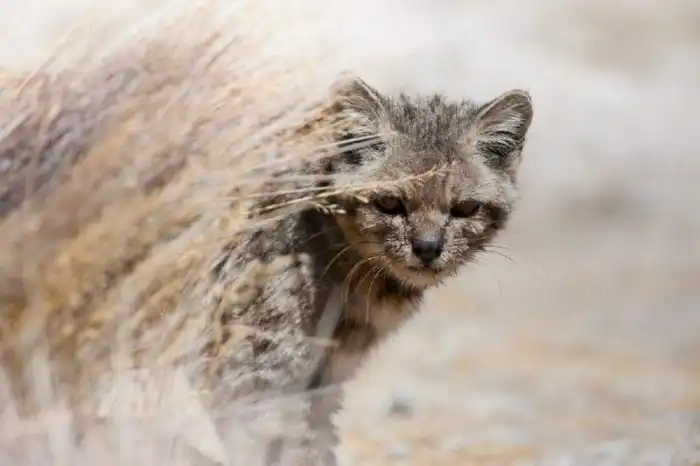 Андская кошка: Лирические коты, познавшие тщетность бытия