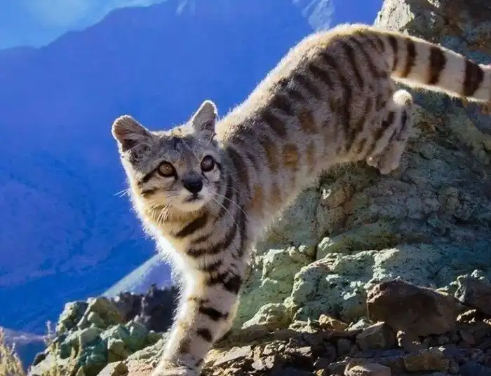 Андская кошка: Лирические коты, познавшие тщетность бытия