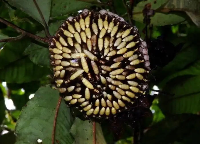 Бумажные осы: Цветок из кипящей ненависти посреди леса