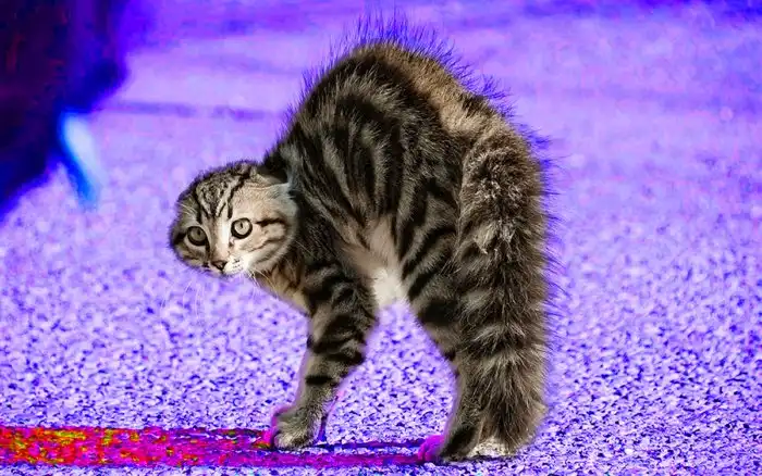 Откуда берутся мурашки на коже и зачем они нужны?