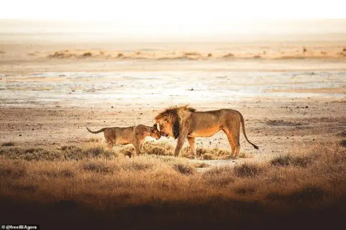 Финалисты фотоконкурса Agora #Wild2020