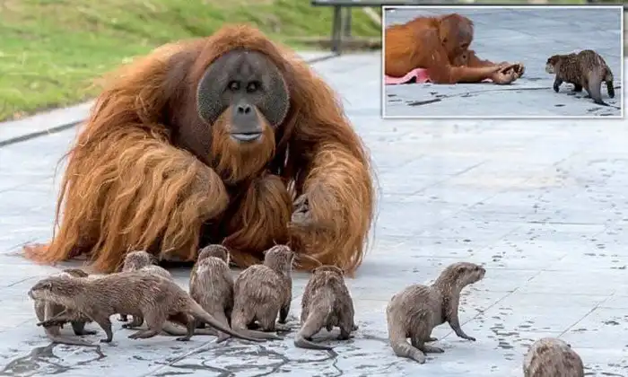 Семья орангутанов нашла друзей не по размеру