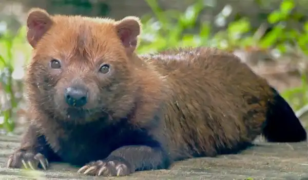 Подборка животных-самозванцев, которых легко перепутать с другими представителями фауны
