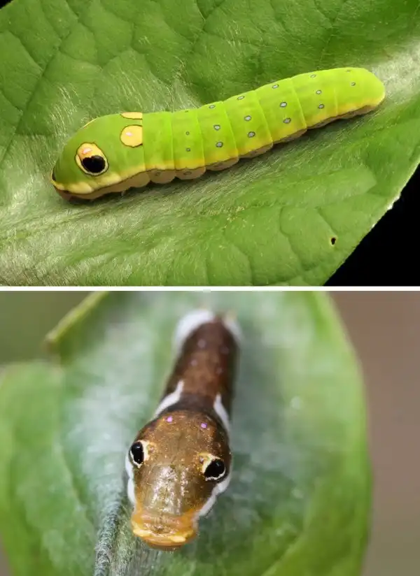 Подборка животных-самозванцев, которых легко перепутать с другими представителями фауны