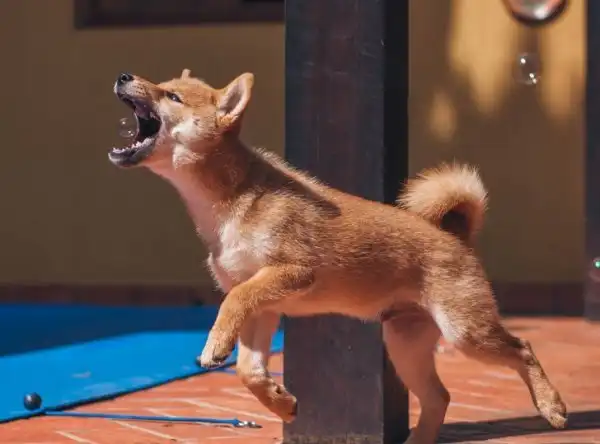 Снимки, сделанные в правильный момент