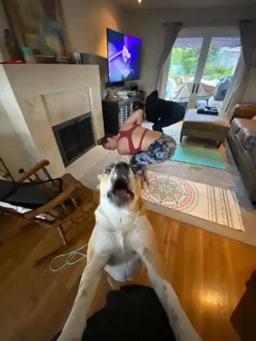 15 домашних животных, для которых карантин тоже не сахар