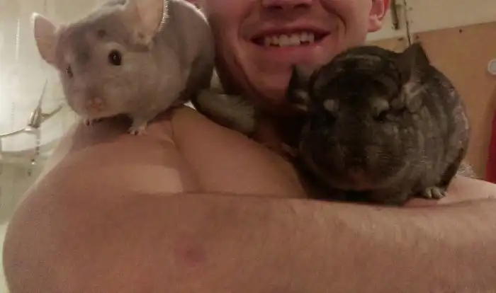 Шиншилла: Что будет, если этот зверь психанет?