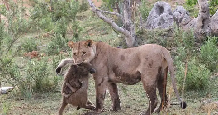 Зачем обезьяны воруют львят?