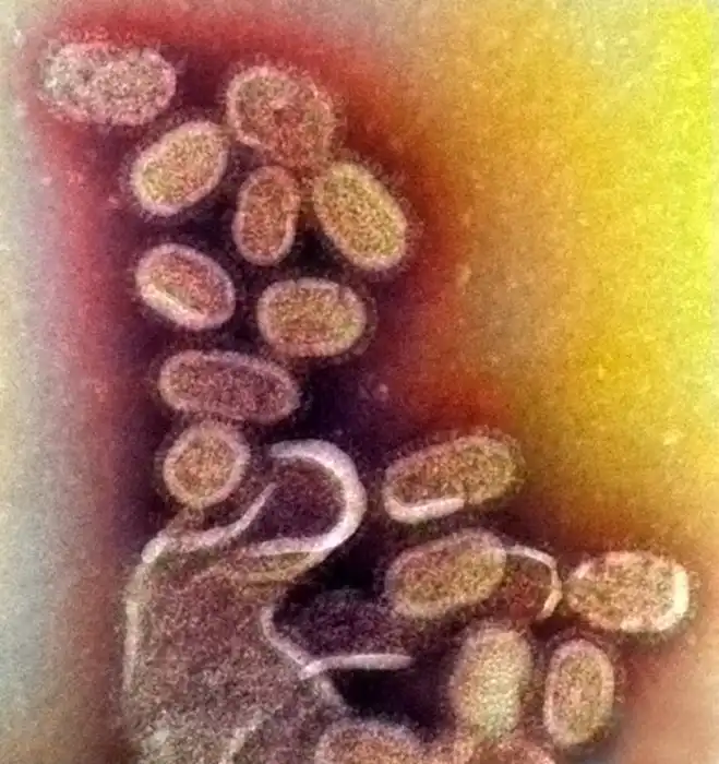 С какими вирусами мы сталкиваемся каждый день