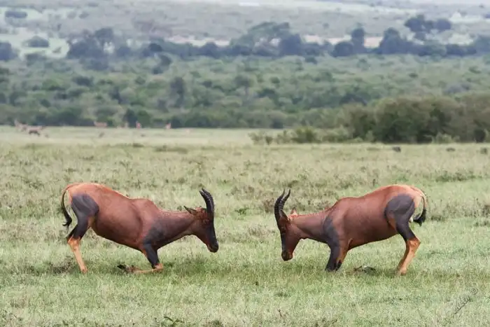 Сассаби: Смешные драки и грязные игры самок