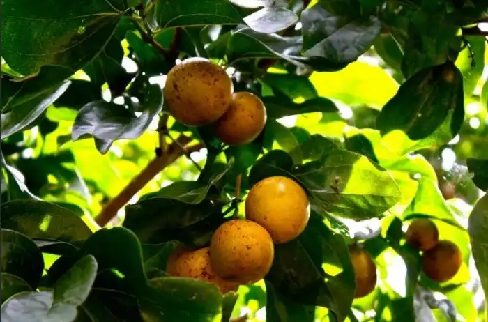 Петрушка-убийца. Игра в «съедобное – несъедобное» со смертью