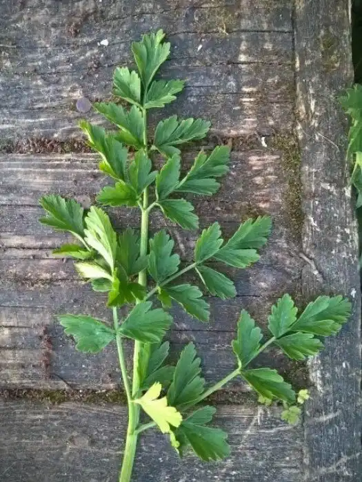 Петрушка-убийца. Игра в «съедобное – несъедобное» со смертью