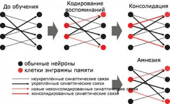 Куда мозг записывает воспоминания и как их отредактировать