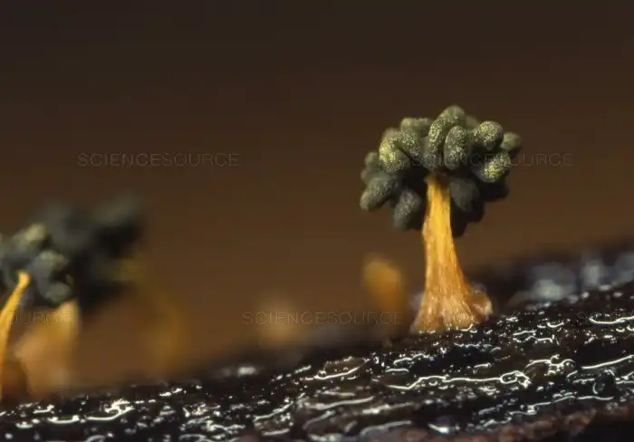 Что общего между распределением материи во Вселенной и простейшим организмом