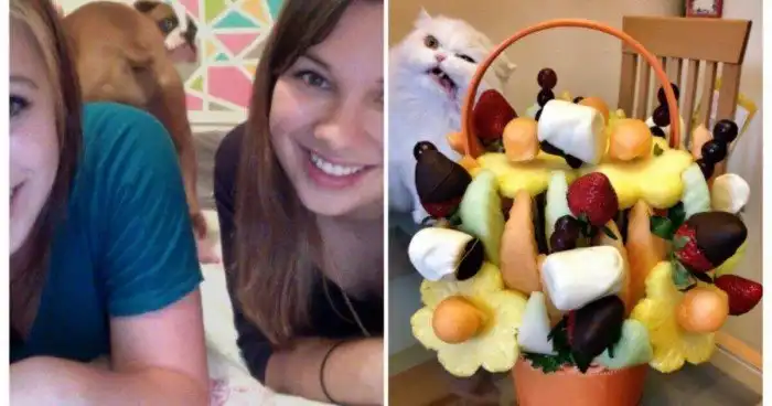 15 угарных снимков, которые усатые и хвостатые сделали незабываемыми