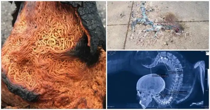 16 удивительных явлений из нашего мира в интересных фотографиях