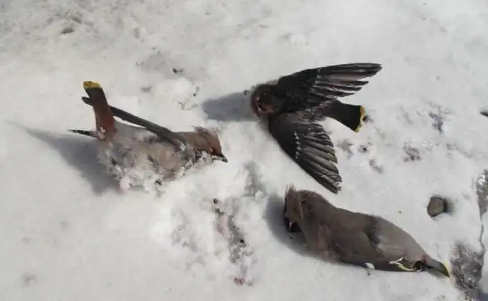 Как спиваются лоси и другие животные в дикой природе?