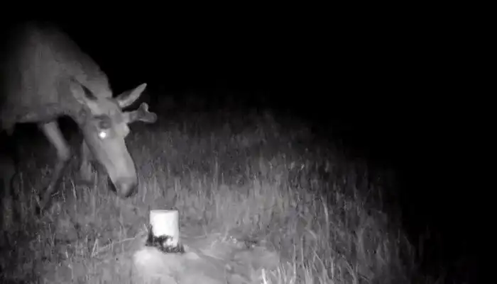 Какие животные сидят на солях?