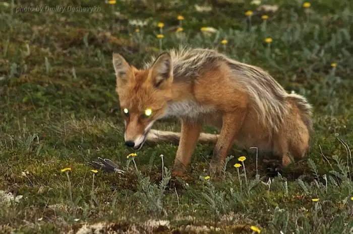 Лиса: 400 видов животных в рационе. Доминация с помощью хитрости