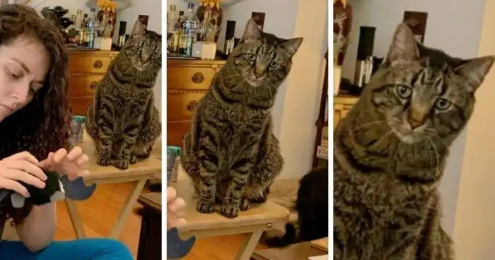 10 животных, которые ждут, когда починят их любимые игрушки