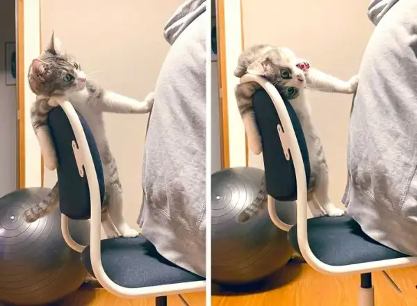 Подборка позитивного безумия от домашних любимцев