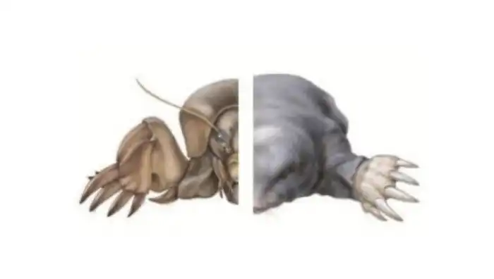 Почему дельфины так похожи на рыб?